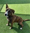 adoptable Dog in norco, , CA named ZEUS