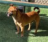 adoptable Dog in  named *RUSTY