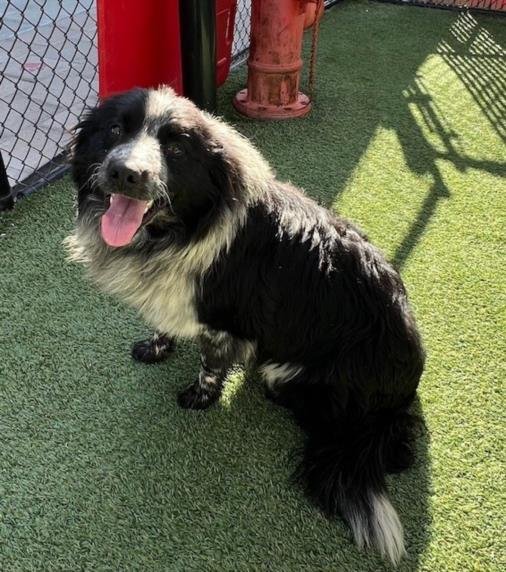 adoptable Dog in Norco, CA named *BEAR