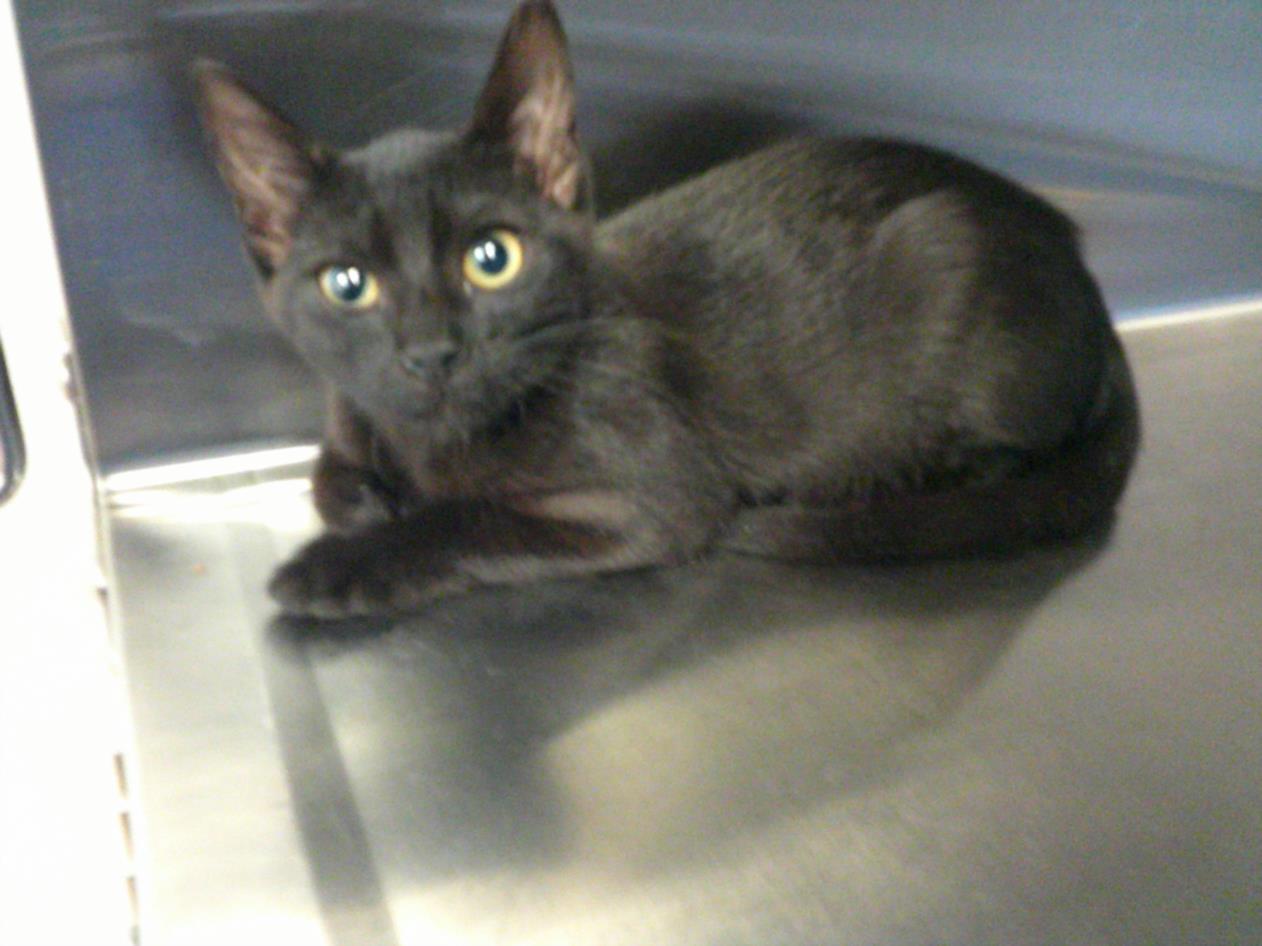 adoptable Cat in Norco, CA named *DINAH