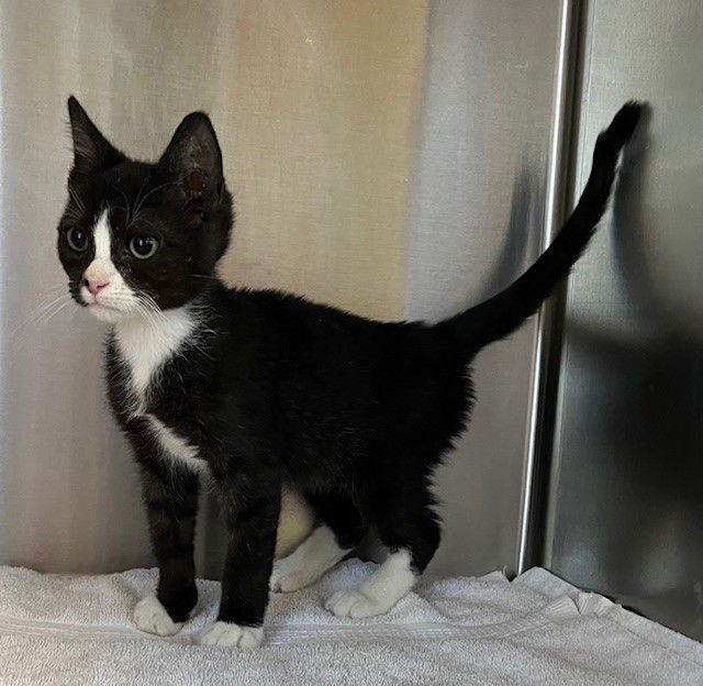 adoptable Cat in Norco, CA named *CHICKEN