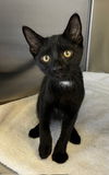 adoptable Cat in Norco, CA named *PERCY