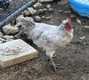 adoptable Chicken in Norco, CA named A053690