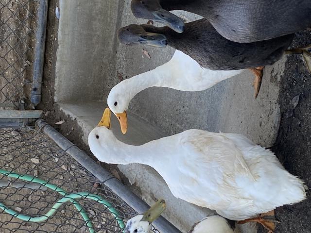 adoptable Duck in Norco, CA named A053692