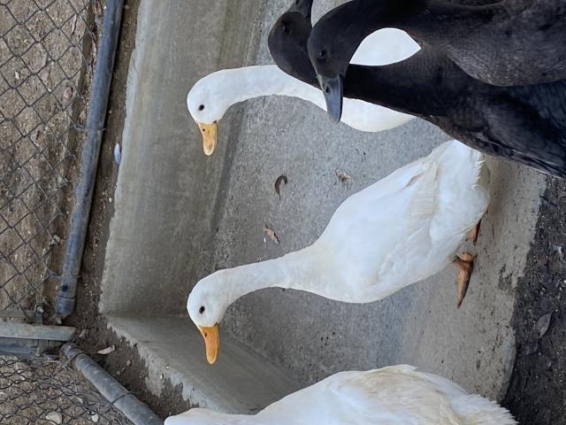 adoptable Duck in Norco, CA named A053694