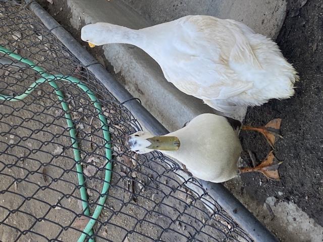 adoptable Duck in Norco, CA named A053695