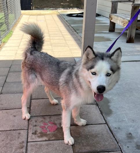 picture of the dog needing adoption