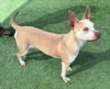 adoptable Dog in norco, CA named HONEY