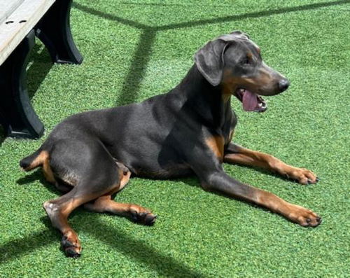 picture of the dog needing adoption