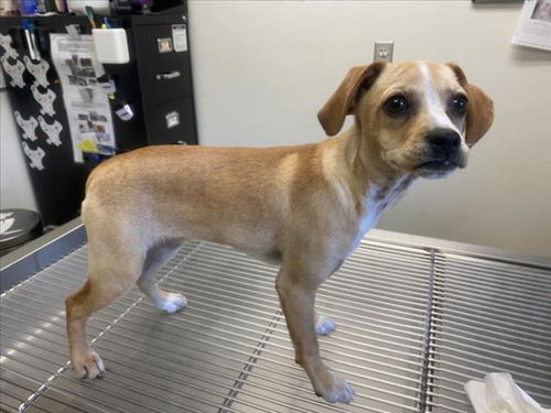 picture of the dog needing adoption