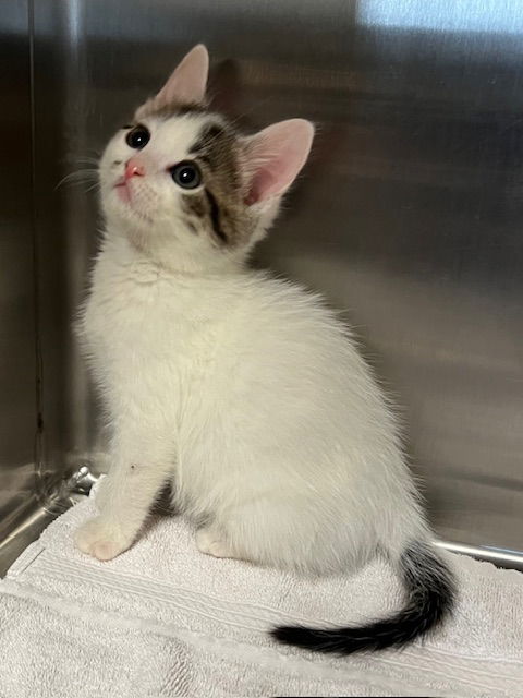 picture of the cat needing adoption