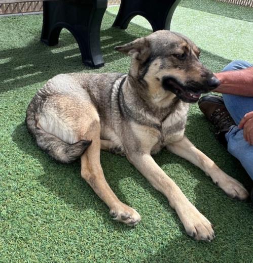 picture of the dog needing adoption