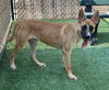 adoptable Dog in  named *IRIS