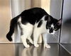 adoptable Cat in norco, CA named HASHBROWN