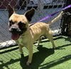 adoptable Dog in norco, CA named *OTIS