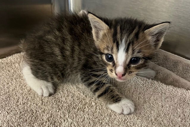 adoptable Cat in Norco, CA named *SWISS