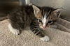 adoptable Cat in norco, CA named *SWISS