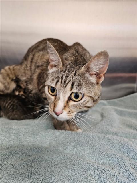 adoptable Cat in Norco, CA named *WILLOW