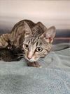 adoptable Cat in norco, CA named *WILLOW