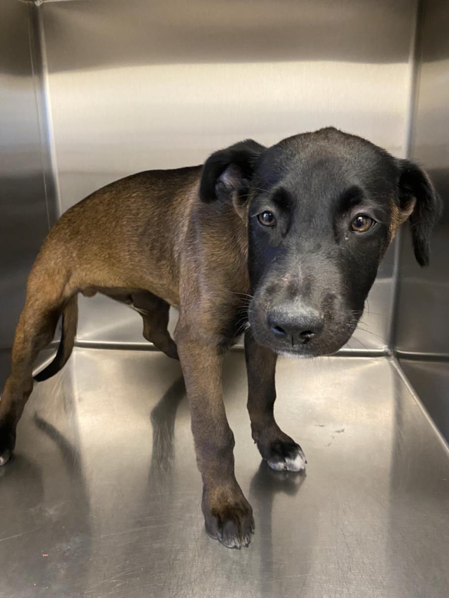 adoptable Dog in Norco, CA named *BUDDY