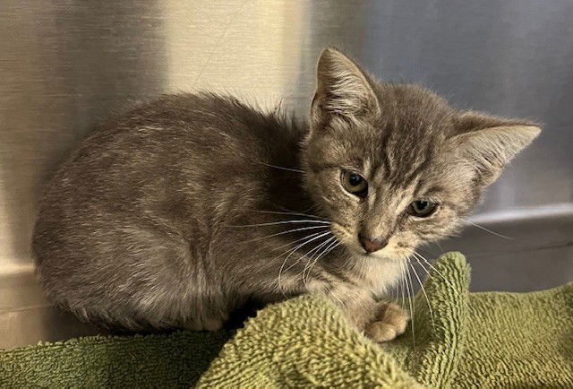 adoptable Cat in Norco, CA named *SLATE