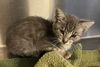 adoptable Cat in norco, CA named *SLATE