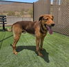 adoptable Dog in  named *BOWSER