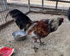 adoptable Chicken in  named PENGUIN