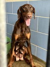 adoptable Dog in  named *MERLOT