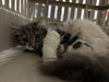 adoptable Cat in norco, CA named *QUEEN