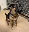 adoptable Dog in  named *RALPH