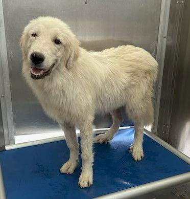 adoptable Dog in Norco, CA named *RON