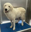 adoptable Dog in  named *RON