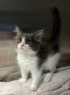 adoptable Cat in  named *MAGIC