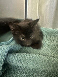 adoptable Cat in Norco, CA named *ROOSTER