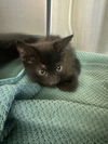 adoptable Cat in  named *ROOSTER