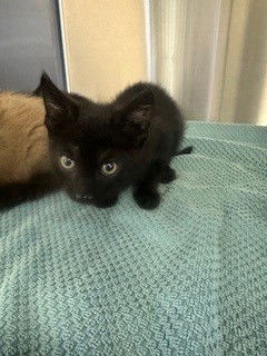 adoptable Cat in Norco, CA named *PRICILLA