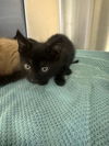 adoptable Cat in  named *PRICILLA