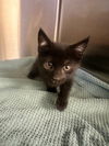 adoptable Cat in  named *SUNNY