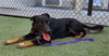 *DUKE - Photo 1