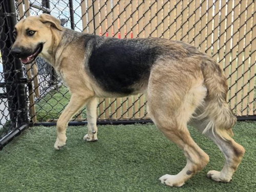 picture of the dog needing adoption