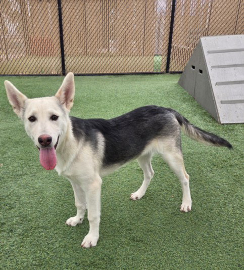 picture of the dog needing adoption
