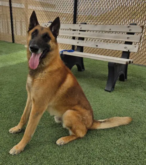 Bullet - Belgian Shepherd Malinois