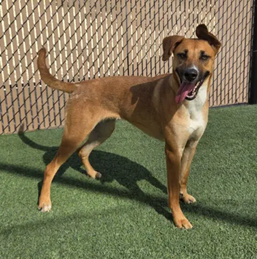 Ruby - German Shepherd Dog