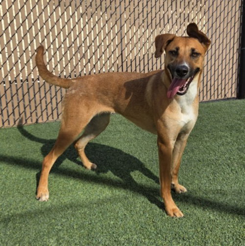 *RUBY, an adoptable German Shepherd Dog in Norco, CA