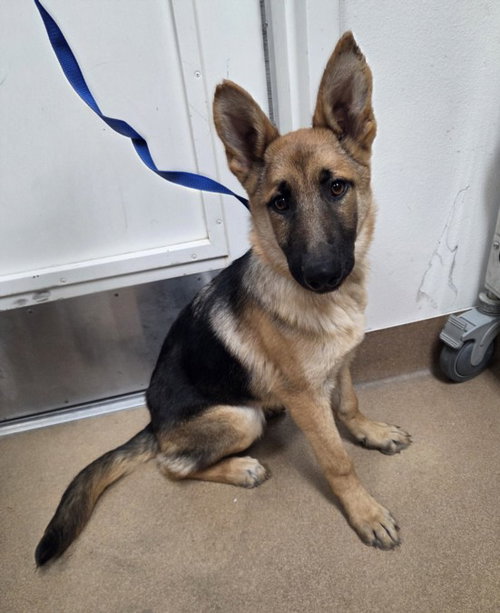 picture of the dog needing adoption