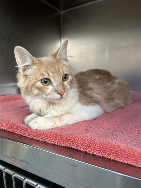 *BRONX, Young Domestic Long Hair (medium coat), cat for adoption in Brea, California