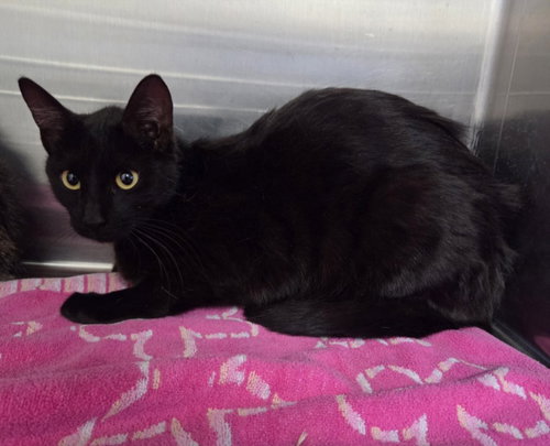*ELOISE, Young Domestic Short Hair (medium coat), cat for adoption in Brea, California