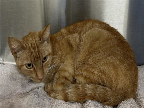 *JAE, Young Domestic Short Hair (medium coat), cat for adoption in Alhambra, California