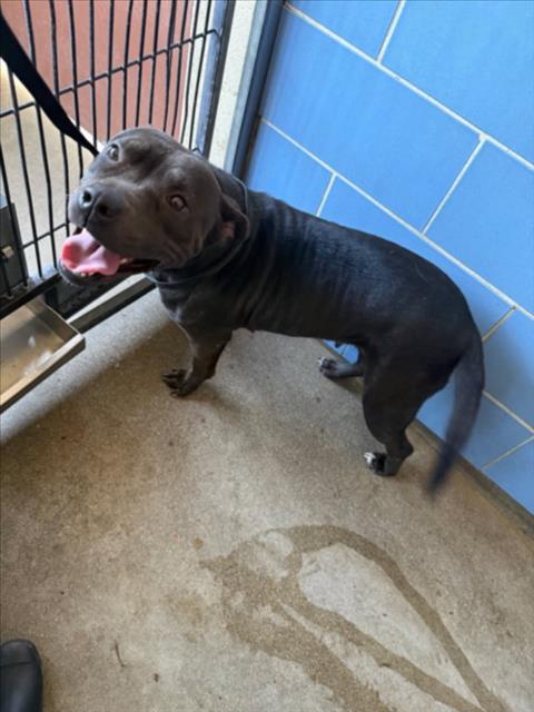 *BEAUTY, an adoptable Pit Bull Terrier in Norco, CA